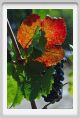 tenuta_di_arceno1136