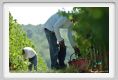 tenuta_di_arceno1138