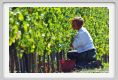 tenuta_di_arceno1140