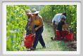 tenuta_di_arceno1143
