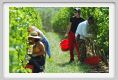 tenuta_di_arceno1145