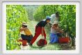 tenuta_di_arceno1147