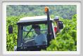 tenuta_di_arceno1149