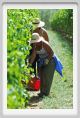 tenuta_di_arceno1152