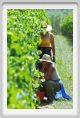 tenuta_di_arceno1154