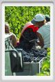 tenuta_di_arceno1158