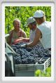 tenuta_di_arceno1160