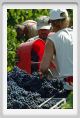 tenuta_di_arceno1163