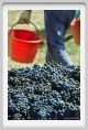 tenuta_di_arceno1165