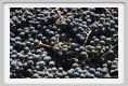 tenuta_di_arceno1111