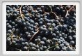 tenuta_di_arceno1113