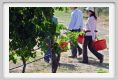 tenuta_di_arceno987