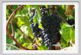 tenuta_di_arceno992