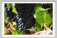 tenuta_di_arceno993