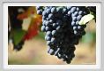tenuta_di_arceno996