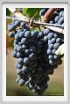 tenuta_di_arceno997