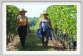 tenuta_di_arceno1001