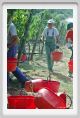 tenuta_di_arceno1006