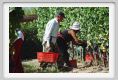 tenuta_di_arceno1009