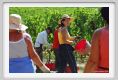 tenuta_di_arceno1014