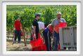 tenuta_di_arceno1017