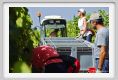 tenuta_di_arceno1020
