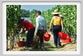 tenuta_di_arceno1021