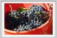 tenuta_di_arceno1024