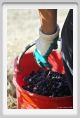 tenuta_di_arceno1025