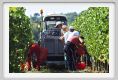 tenuta_di_arceno1026
