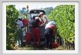 tenuta_di_arceno1028