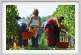 tenuta_di_arceno1029