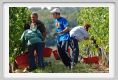 tenuta_di_arceno1030