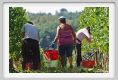 tenuta_di_arceno1034