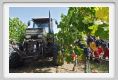 tenuta_di_arceno1035