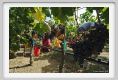 tenuta_di_arceno1036