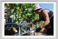 tenuta_di_arceno1041