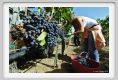tenuta_di_arceno1044