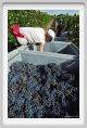tenuta_di_arceno1045