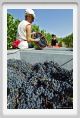 tenuta_di_arceno1050