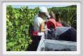 tenuta_di_arceno1053