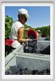 tenuta_di_arceno1054