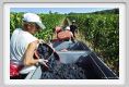 tenuta_di_arceno1056