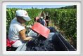 tenuta_di_arceno1057