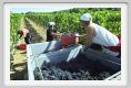 tenuta_di_arceno1061