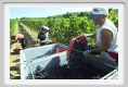 tenuta_di_arceno1062