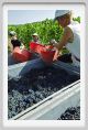 tenuta_di_arceno1065