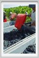 tenuta_di_arceno1067