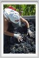 tenuta_di_arceno1070