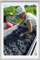 tenuta_di_arceno1071